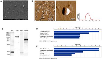 Melanoma-Derived Exosomes Induce PD-1 Overexpression and Tumor Progression via Mesenchymal Stem Cell Oncogenic Reprogramming